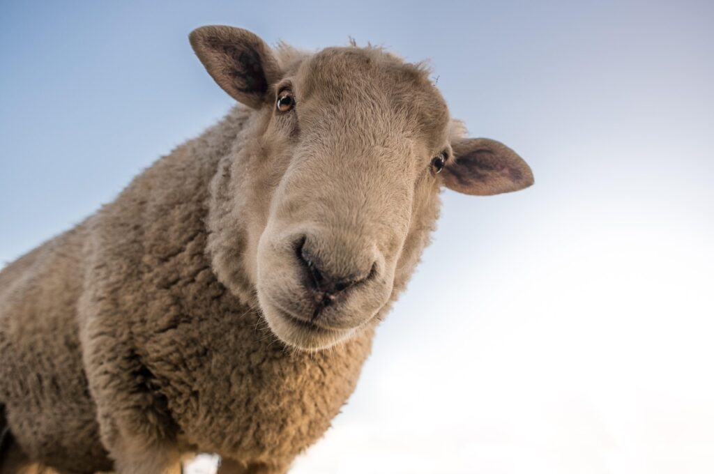 Photo humoristique de mouton
